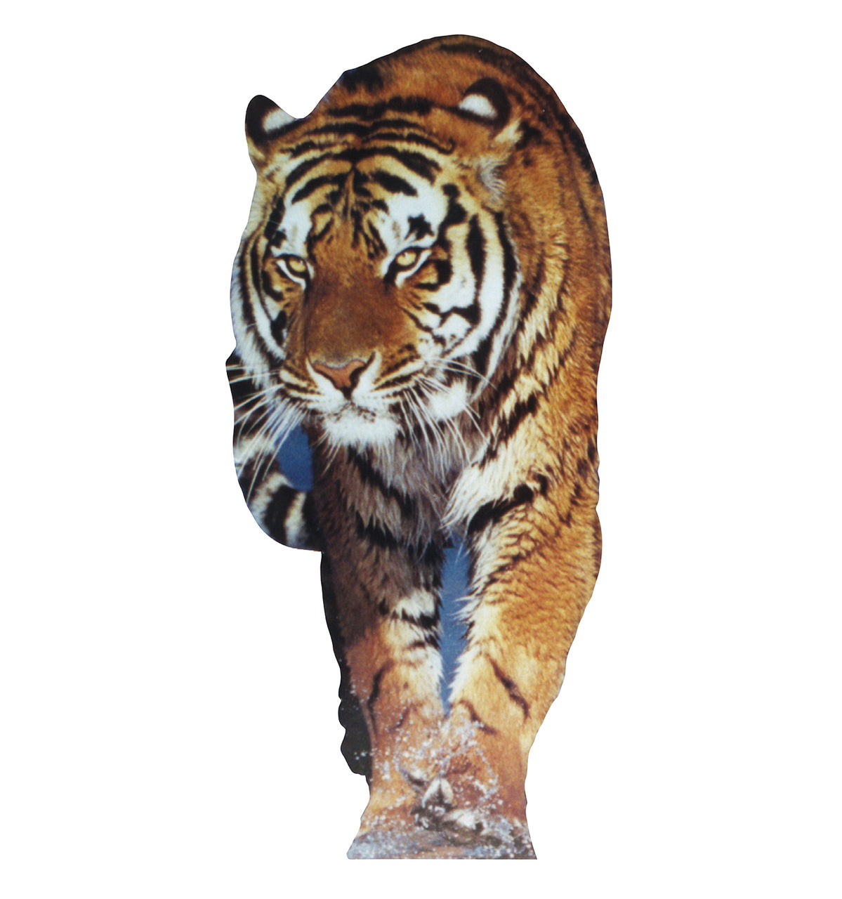 Tiger - Cardboard Cutout