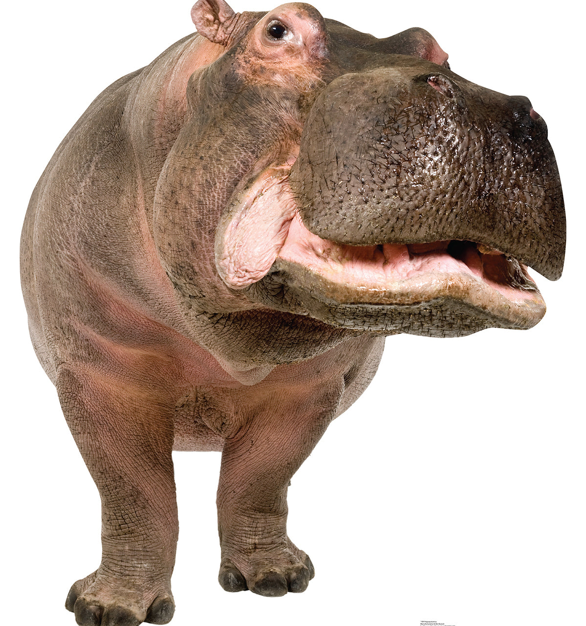 Life-size Hippopotamus Cardboard Cutout