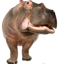 Thumbnail for Life-size Hippopotamus Cardboard Cutout