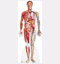 Thumbnail for Anatomy - Cross Section - Cardboard Cutout