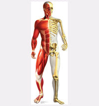 Thumbnail for Life-size Anatomy Half Muscle Skeleton Cardboard Cutout