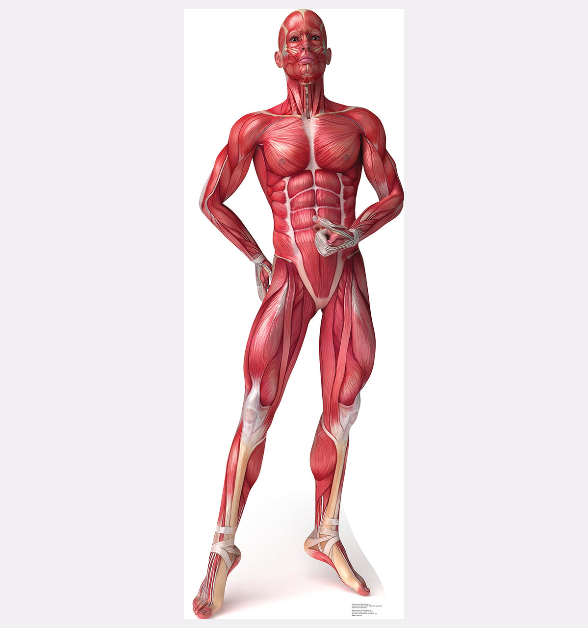 Muscle System - Anatomy Cardboard Cutout