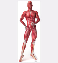 Thumbnail for Muscle System - Anatomy Cardboard Cutout
