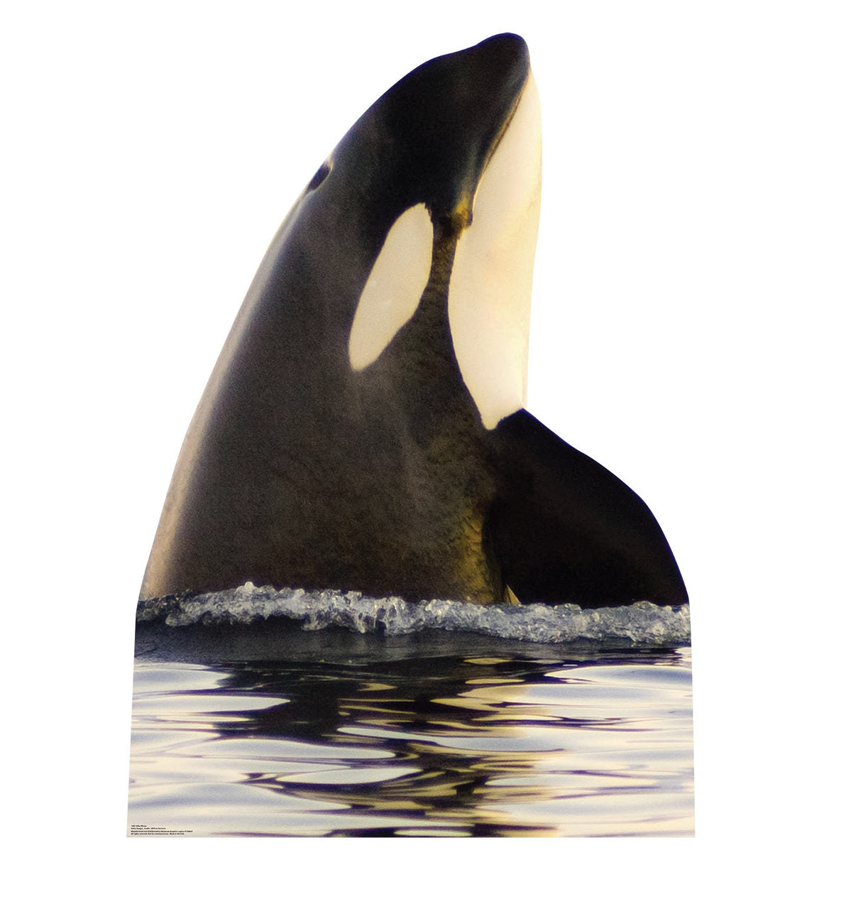 Killer Whale-Cardboard Cutout 1987