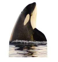 Thumbnail for Killer Whale-Cardboard Cutout 1987
