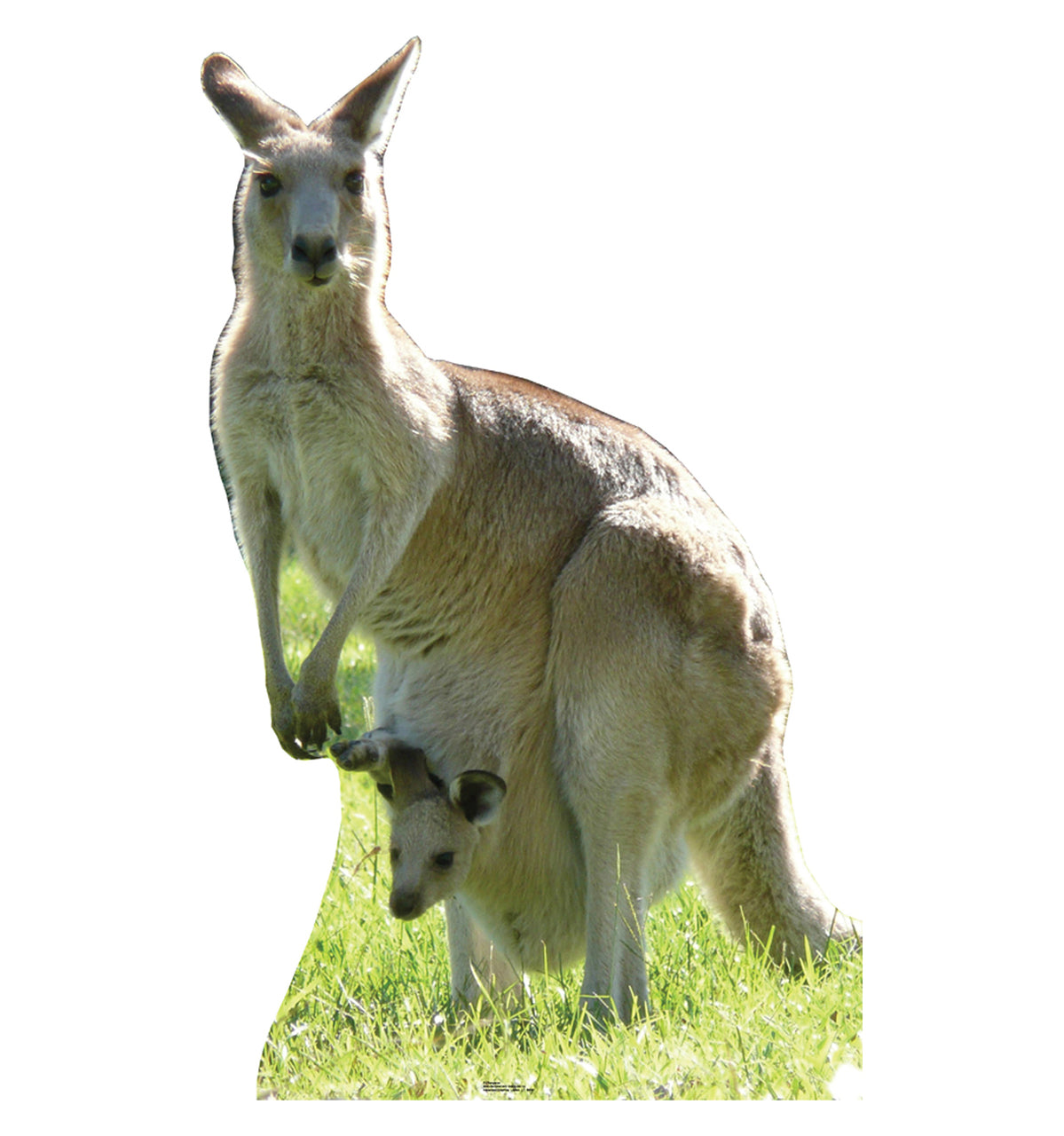Life-size Kangaroo Cardboard Cutout