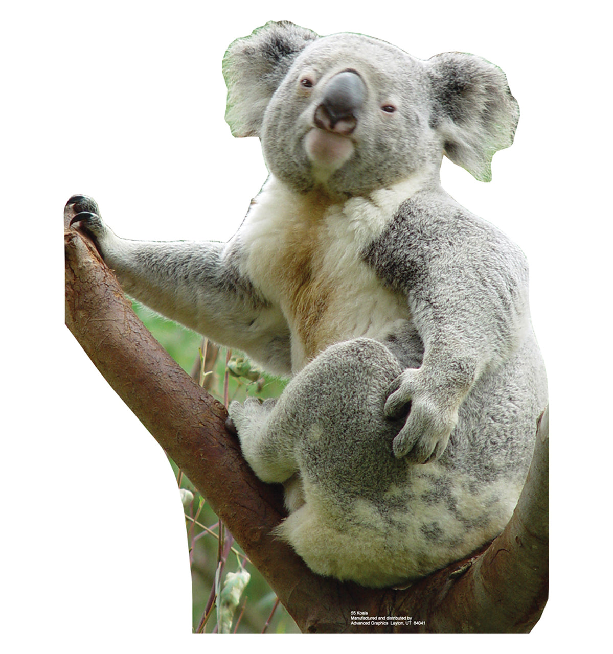 Koala Bear - Cardboard Cutout