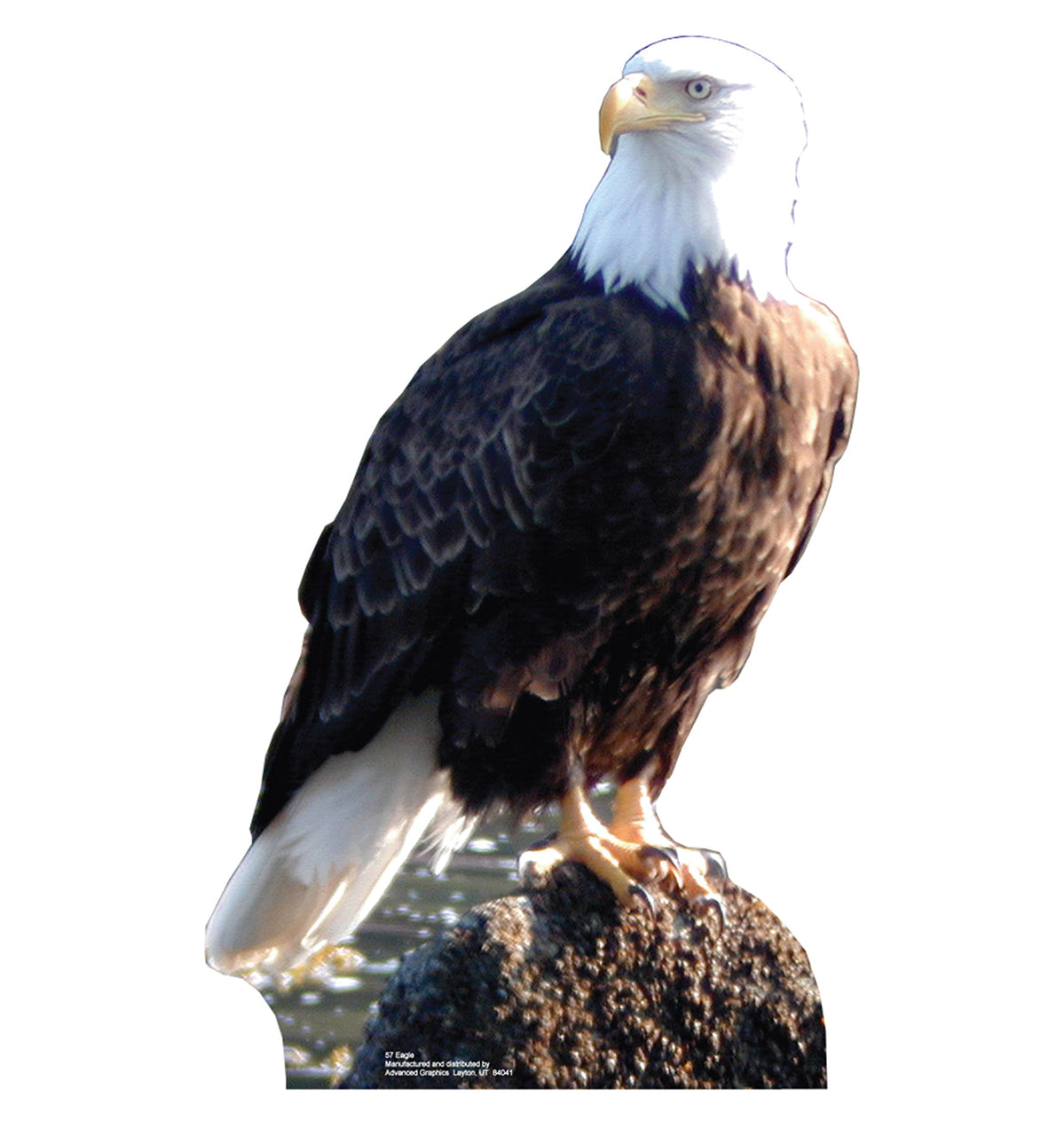 Life-size Bald Eagle Cardboard Cutout