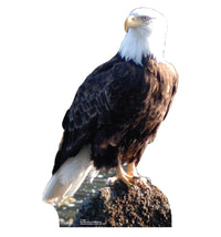 Thumbnail for Life-size Bald Eagle Cardboard Cutout