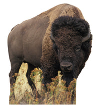 Thumbnail for Life-size Bison Cardboard Cutout