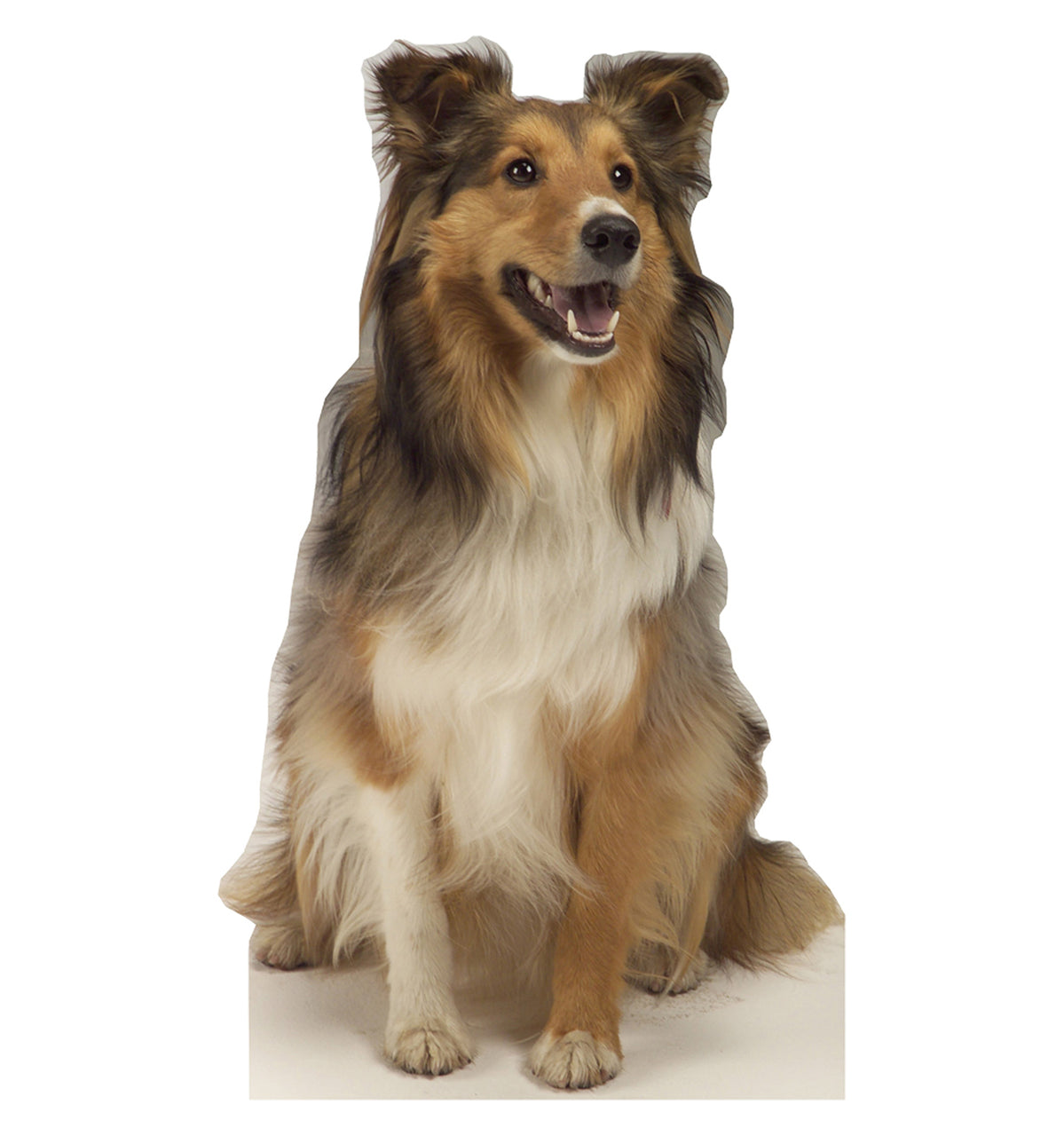 Collie Dog - Cardboard Cutout