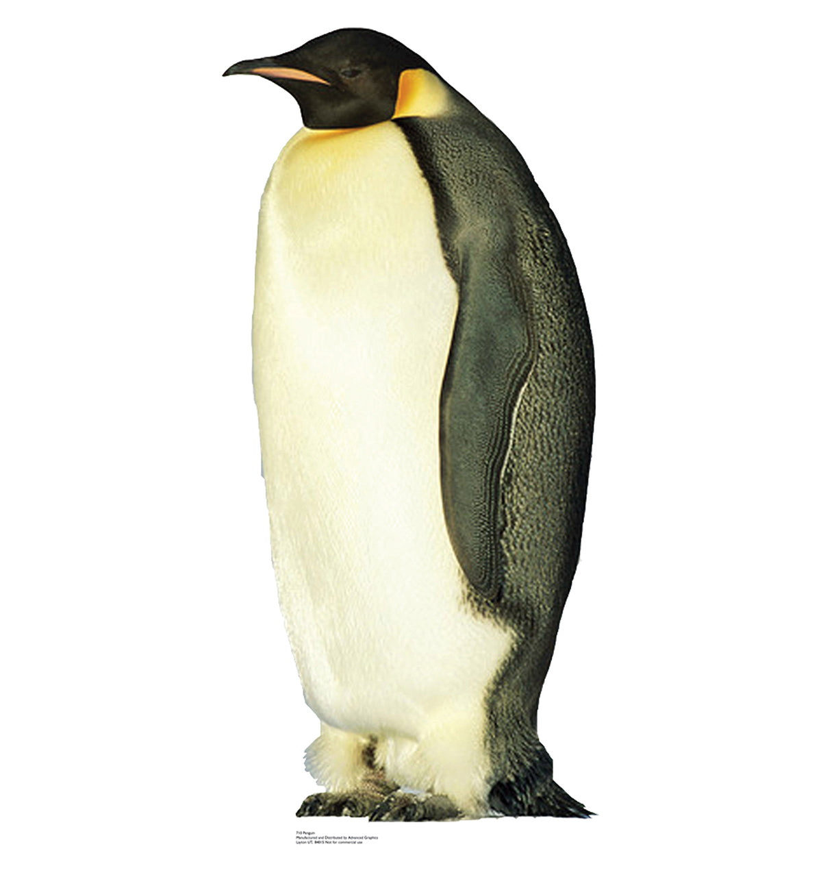 Life-size King Penguin Cardboard Cutout