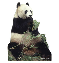 Thumbnail for Life-size Panda Bear Cardboard Cutout