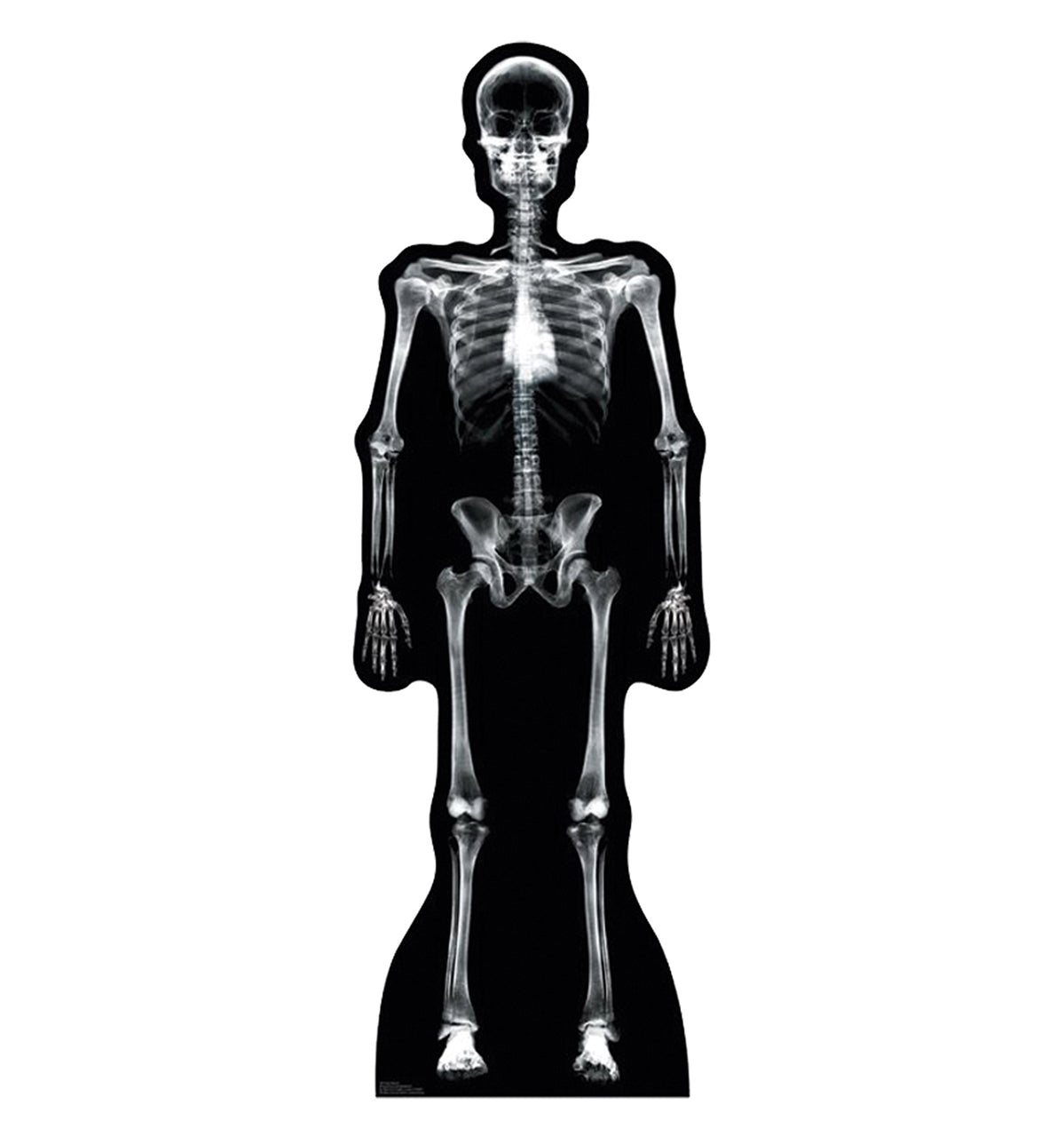 X-Ray Skeleton - Cardboard Cutout 904