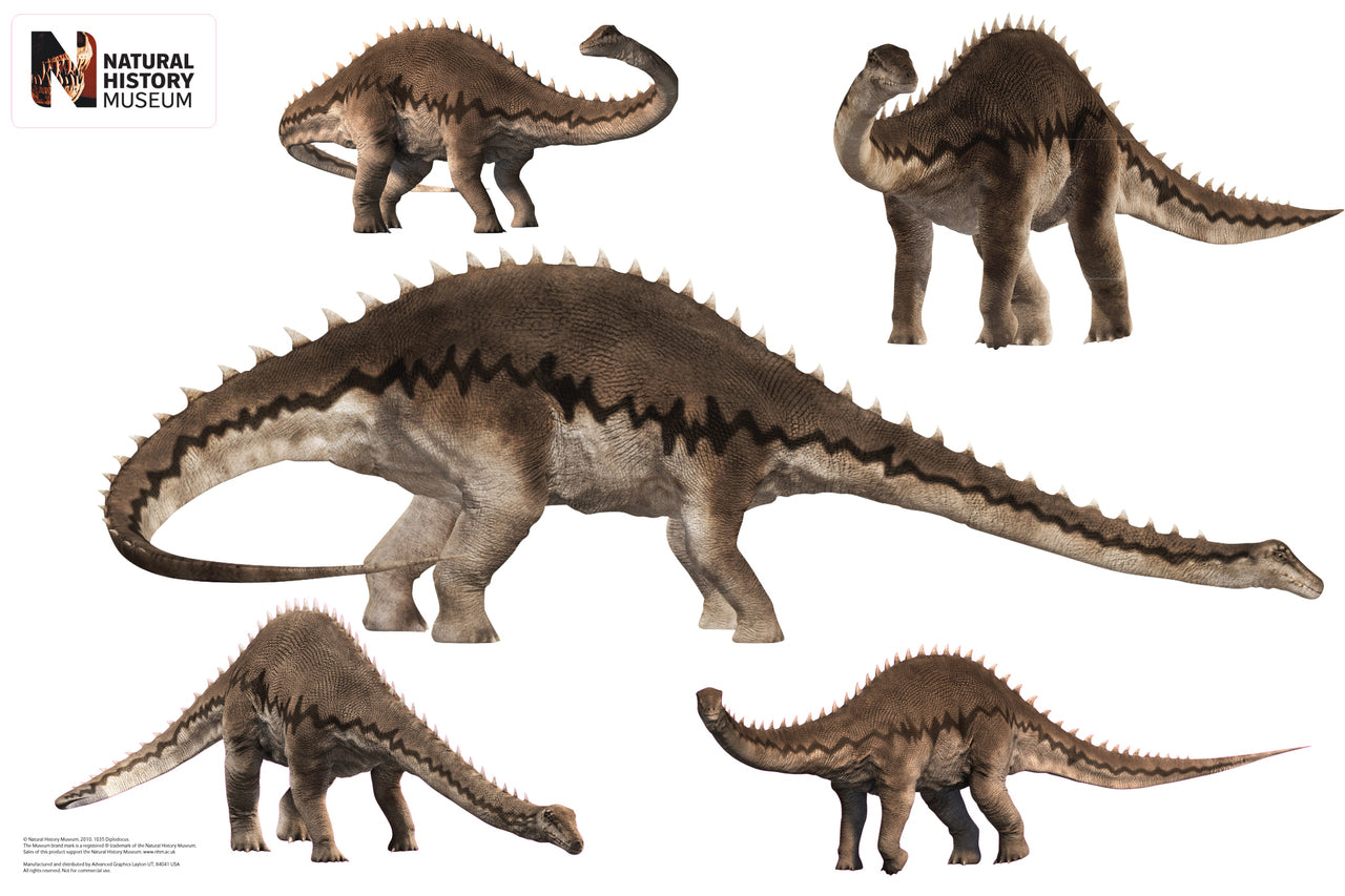 Diplodocus Layout Wall Decal