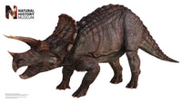 Thumbnail for Triceratops Wall Decal
