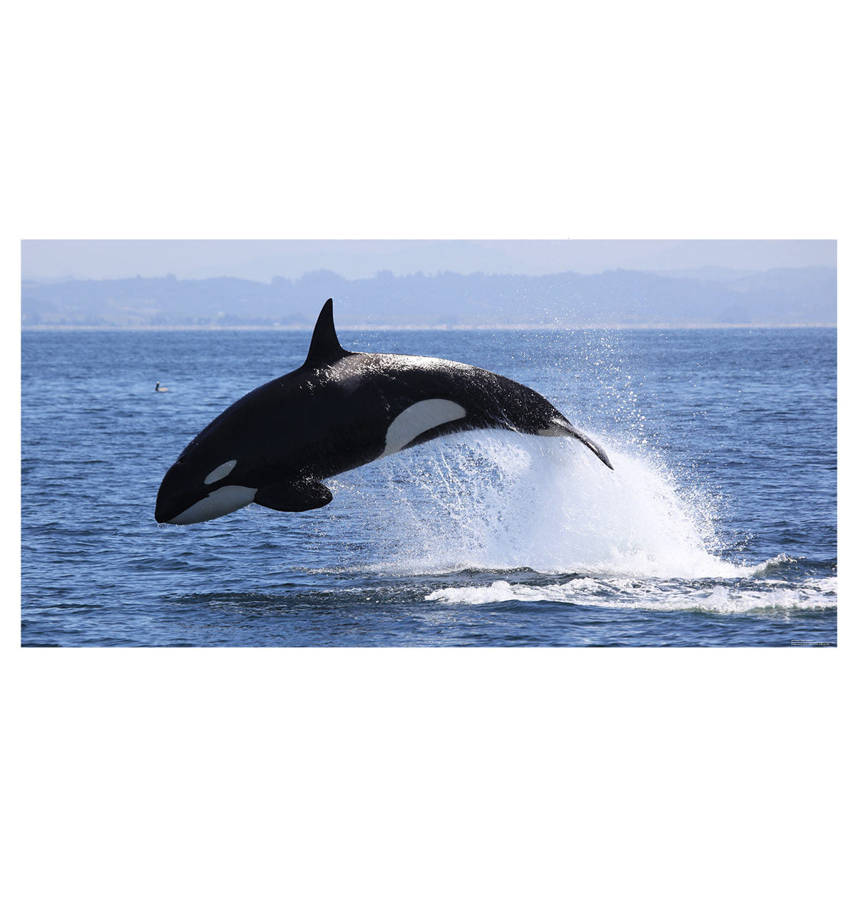 Killer Whale Mural Wall Decal